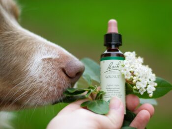 A Dog Smelling A Bottle Of Essential Oils