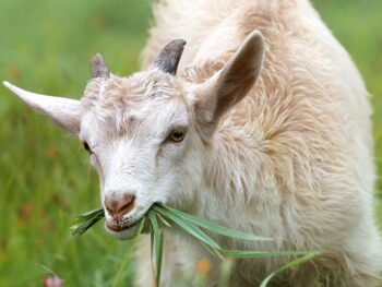 Nefrita (Var.): La Piedra Preciosa Más Versátil Y Resistente Que Debes Conocer. - Magia Blanca